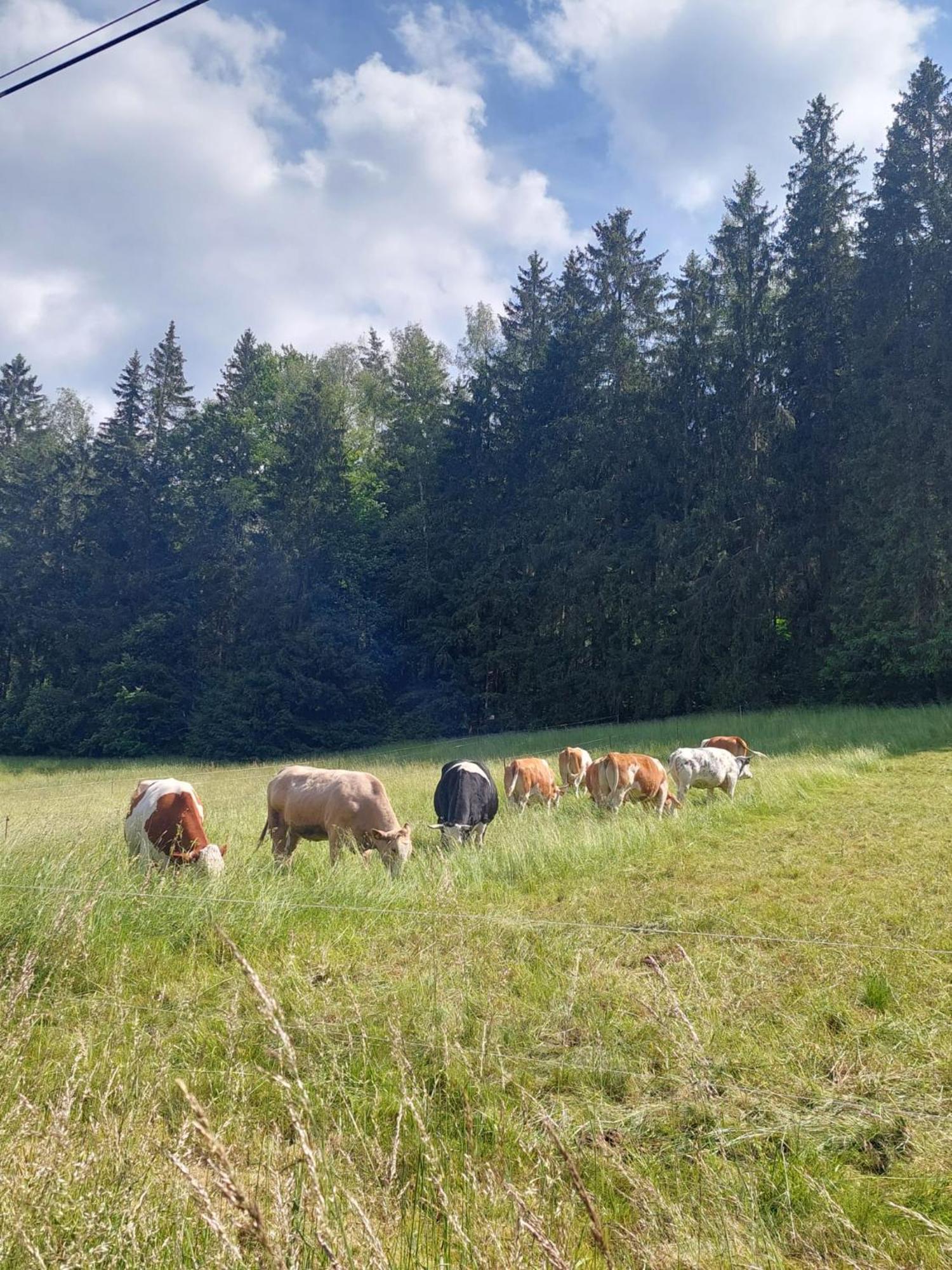 Ferienhaus Rosemarie Erlbach Vogtland Kültér fotó